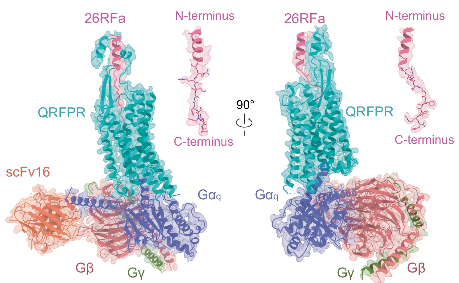 Open access visualization of Protein Structure, 3D Plot, Model, Orthogonal Views, 26RFa-QRFPR-Gq-scFv16 Complex