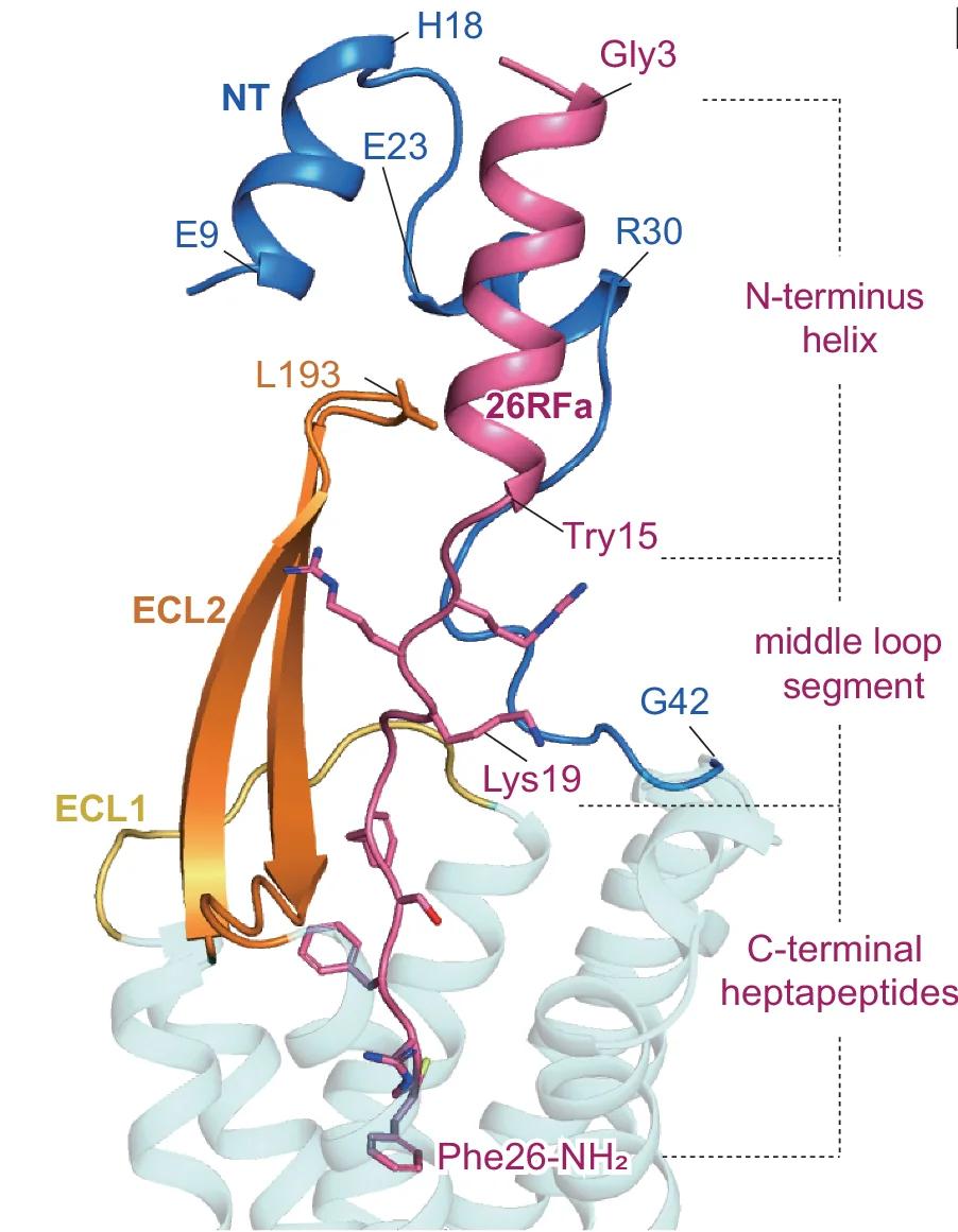 Open access visualization of Protein Structure, Extracellular Region, QRFRP, N-terminus, 26RFa
