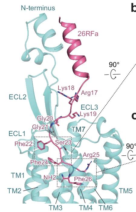 Open access visualization of Protein Structure, 26RFa, QRFPR, Transmembrane Binding Pocket, Heptapeptide