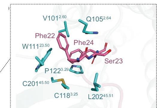 Open access visualization of Protein Structure, Chemical Structure, Phe22, Ser23, Phe24