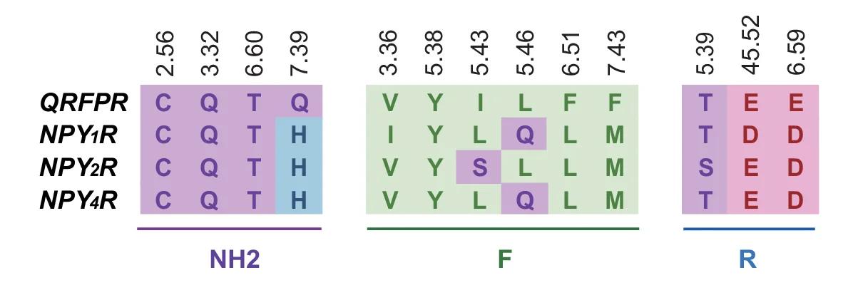 Open access visualization of Heatmap, Sequence Alignment, 26RFa, QRFPR, NPY 1 R