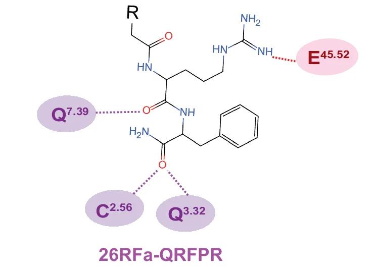 Open access visualization of Chemical Structure, 2D Representation, Key Interactions, RF-amide, 26RFa