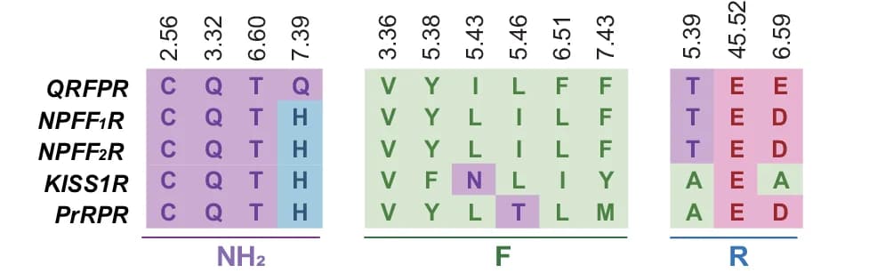 Open access visualization of Heatmap, Sequence Alignment, RF-amide Interacting Residues, RF-amide Peptide Receptors, Polar Residues