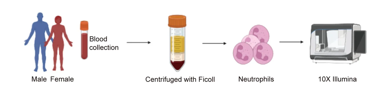 Open access visualization of Workflow, Illustration, Experimental Design, scRNA-seq, Neutrophils