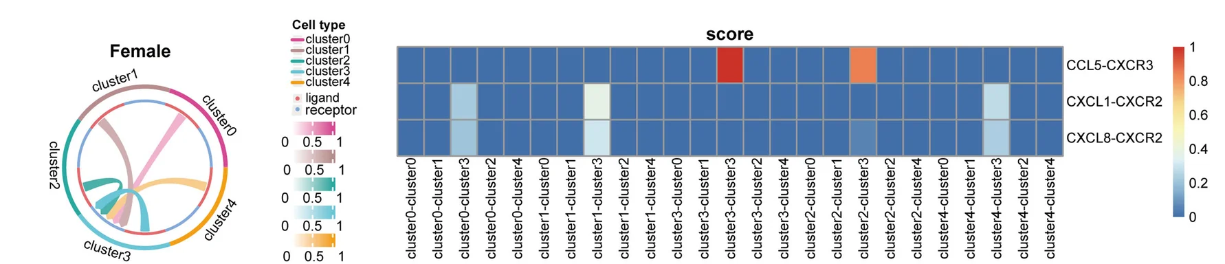 Open access visualization of Heatmap, Chord, Circos Plots, Inter-cellular Communication, Neutrophil Subsets