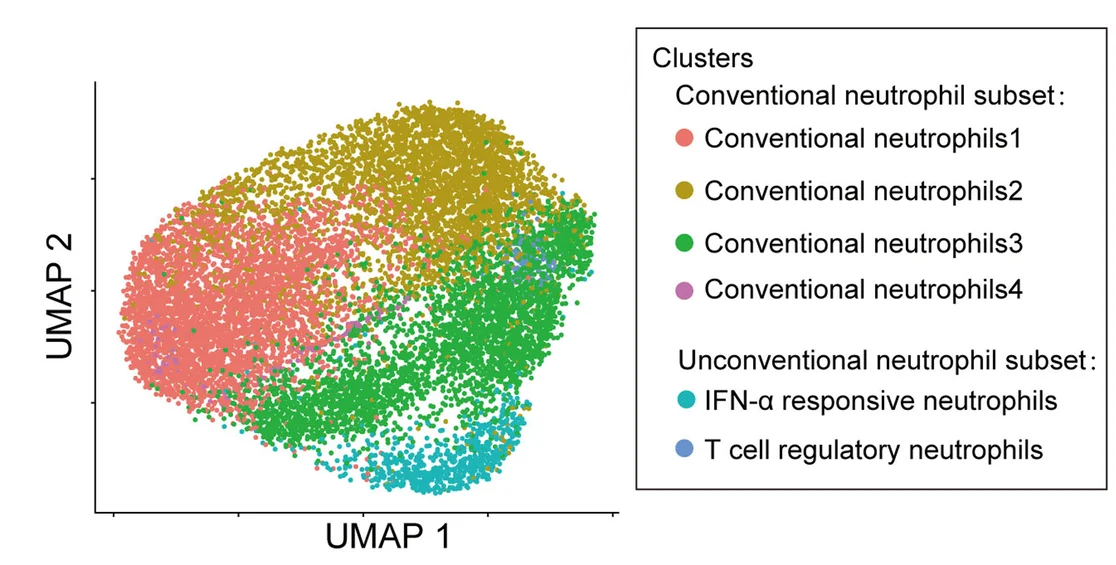 Open access visualization of UMAP, Scatter Plot, UMAP Visualization, Neutrophils, Female