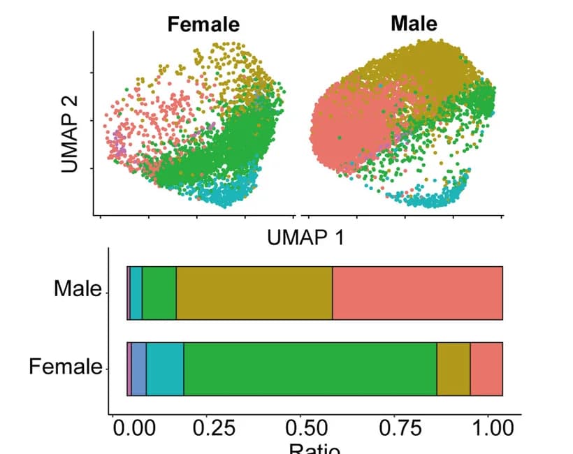 Open access visualization of UMAP, Stacked Bar Plot, UMAP Visualization, Neutrophils, BU Patients