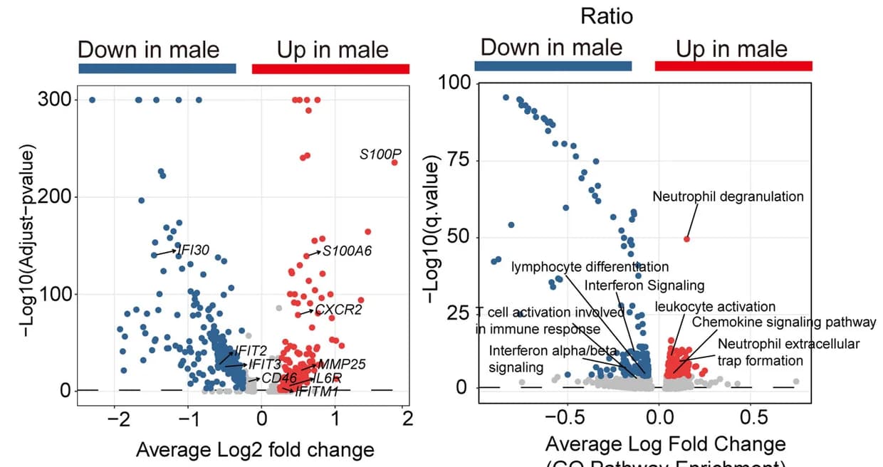Open access visualization of Volcano Plot, Scatter Plot, DEGs, Neutrophils, Female
