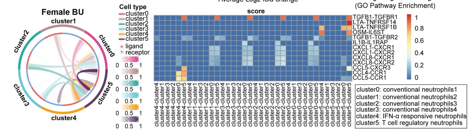 Open access visualization of Chord, Heatmap, Circos Plot, Inter-cellular Communication, Neutrophil Subsets