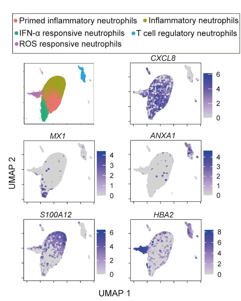 Open access visualization of UMAP, Scatter Plot, UMAP Visualization, Neutrophils, BU Patients