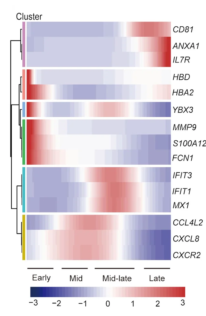 Open access visualization of Heatmap, Clustered, Gene Expression, Pseudotime