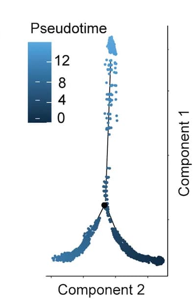 Open access visualization of Scatter Plot, Line Plot, Trajectory Analysis, Peripheral Neutrophils, Pseudotime