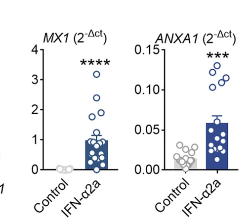 Open access visualization of Bar Plot, Error Bars, Scatter Plot, mRNA Expression, MX1