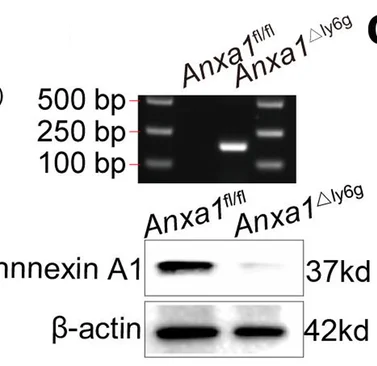 Open access visualization of Gel, PCR Genotyping, Anxa1 fl/fl Mice, Anxa1 Ly6g Mice, Annexin A1