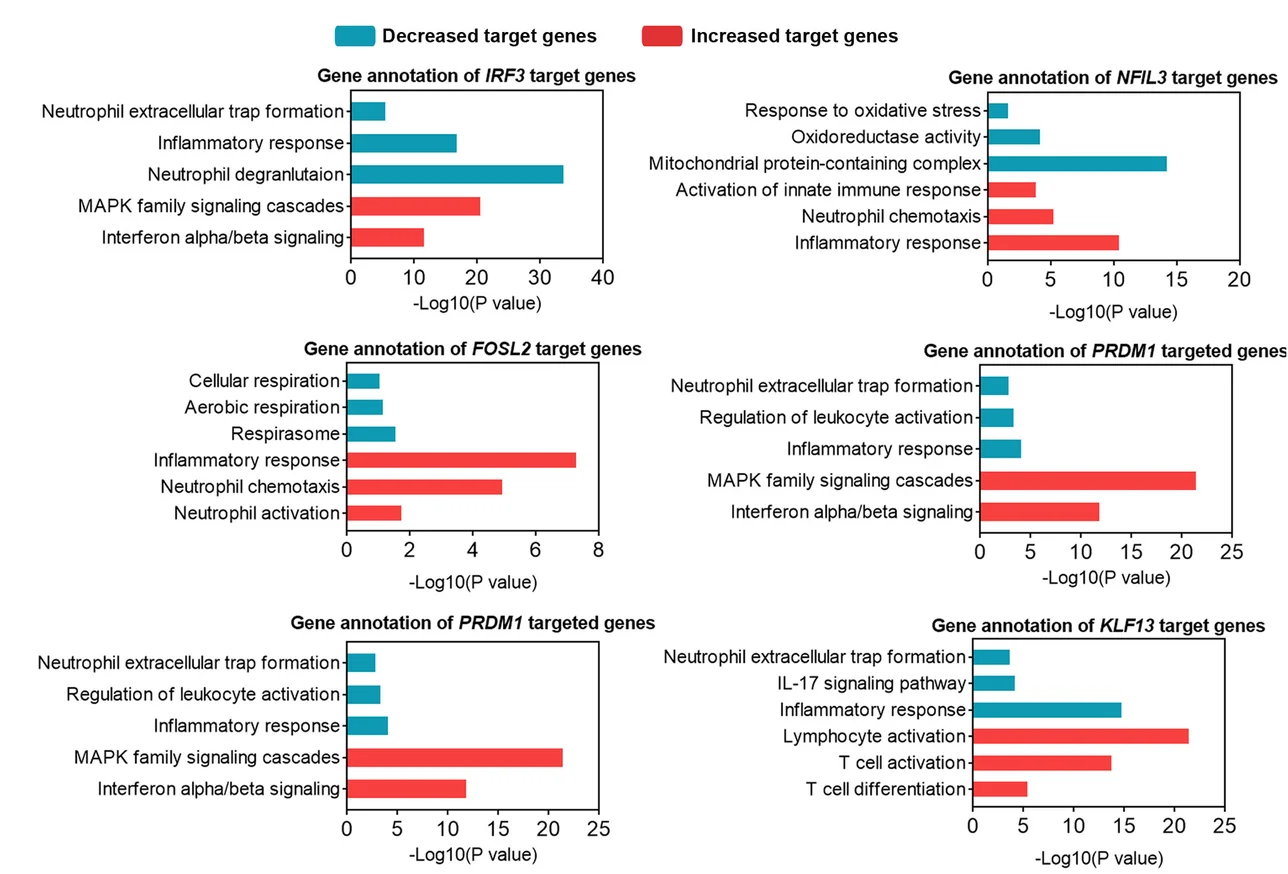 Open access visualization of Bar Plot, GO Analysis, Transcription Factors, Target Genes, Increased