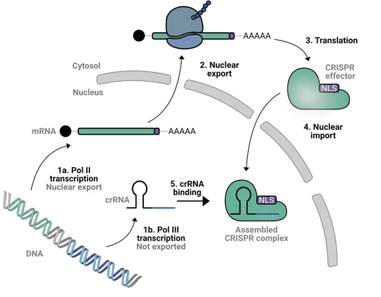 Open access visualization of Workflow, Illustration, Cas13d Protein, crRNA, Mammalians