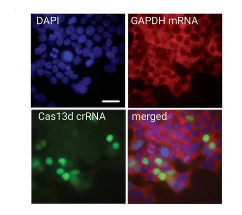 Open access visualization of Microscopy, RNA FISH, crRNA, GAPDH mRNA, Cas13d-NLS