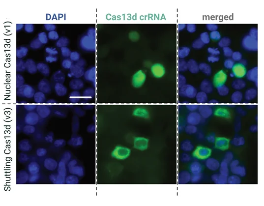 Open access visualization of Microscopy, RNA FISH, pol III, crRNA, Cas13d