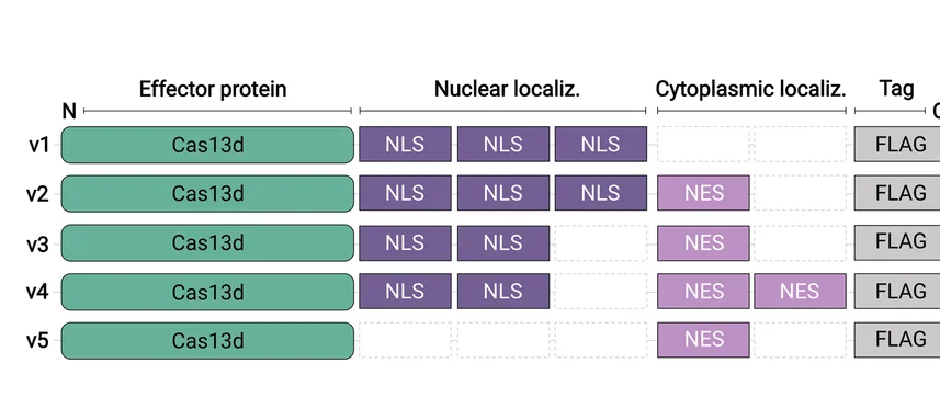 Open access visualization of Workflow, Illustration, Cas13d, Shuttling Constructs, NLS Motifs