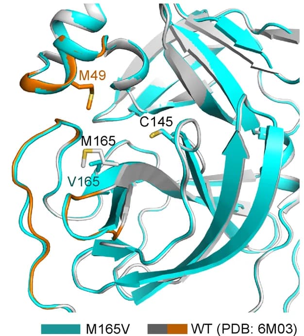 Open access visualization of Protein Structure, Crystal Structures, WU-04-resistant SARS-CoV-2, 3CLpro Mutants, M165V