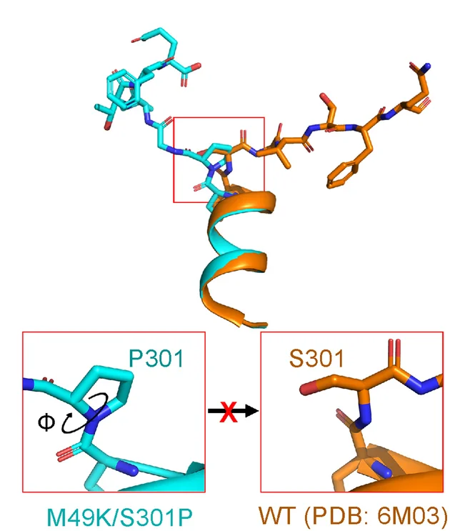 Open access visualization of Protein Structure, Chemical Structure, C-terminal Tail, 3CLpro, M49K/S301P Mutant