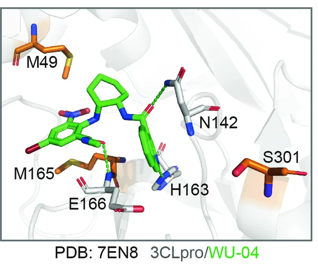 Open access visualization of Protein Structure, Chemical Structure, SARS-CoV-2 3CLpro, WU-04, Hydrogen Bonds