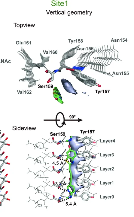 Open access visualization of Protein Structure, Chemical Structure, PBB3, TMEM106B, Interactions