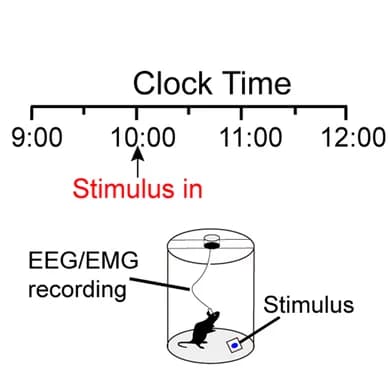 Open access visualization of Illustration, EEG, EMG, Experimental Protocol, Emotional Stimuli