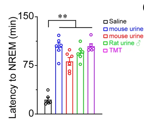 Open access visualization of Bar Plot, Error Bars, Scatter Plot, NREM Sleep, Male Mouse Urine