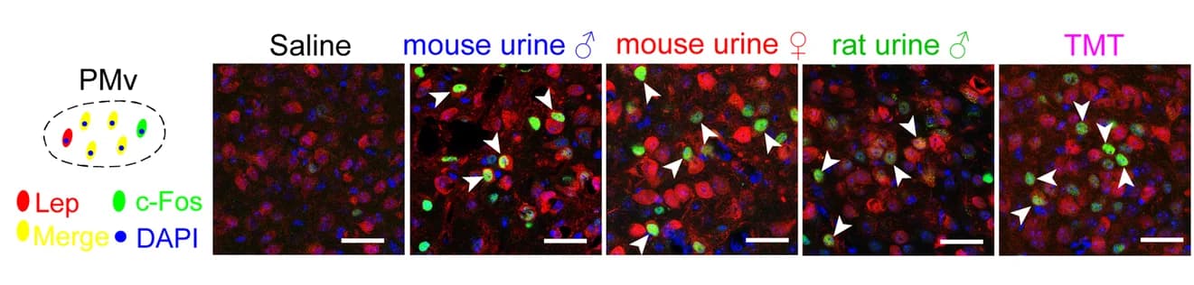 Open access visualization of Microscopy, c-Fos, LepR, PMv, Stimuli