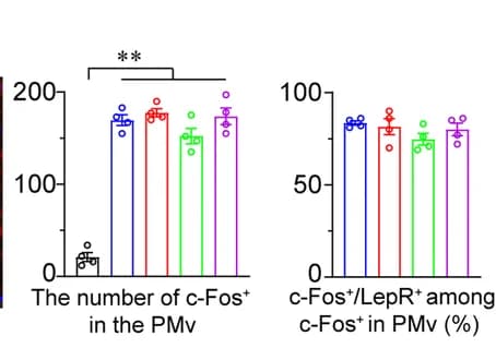 Open access visualization of Bar Plot, Error Bars, c-Fos, LepR, PMv