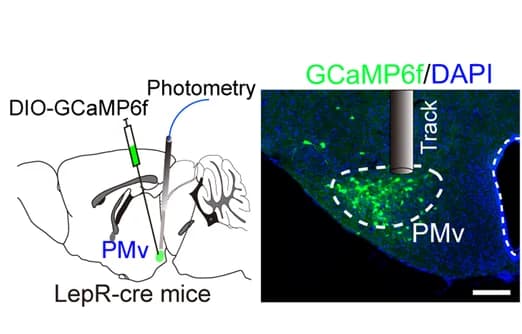 Open access visualization of Microscopy, Illustration, Fiber-Photometry, GCaMP6f, PMv