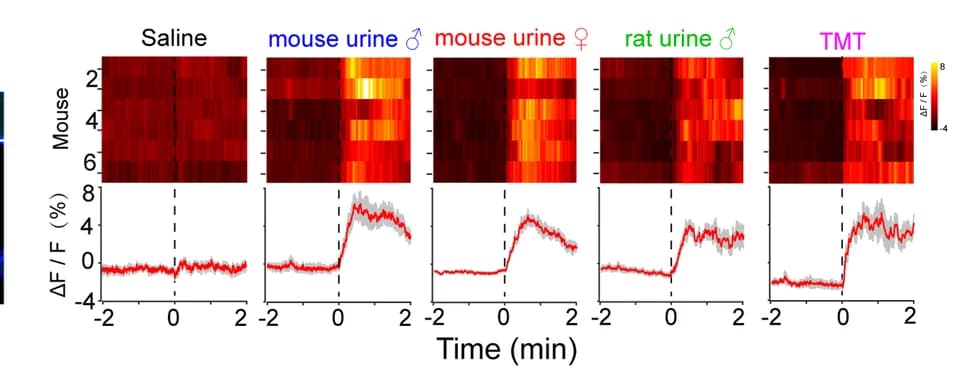 Open access visualization of Heatmap, Line Plot, Error Bars, Calcium Transients, Stimuli