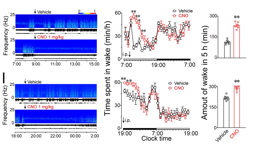 Open access visualization of Spectrogram, Line Plot, Error Bars, Bar Plot, EEG Power