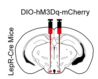 Open access visualization of Illustration, EEG Power, Wakefulness, Vehicle, CNO
