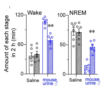 Open access visualization of Bar Plot, Error Bars, Scatter Plot, Wakefulness, NREM Sleep