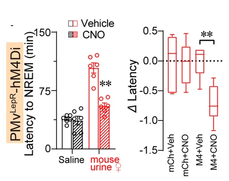 Open access visualization of Bar Plot, Box Plot, NREM Sleep, Vehicle, CNO