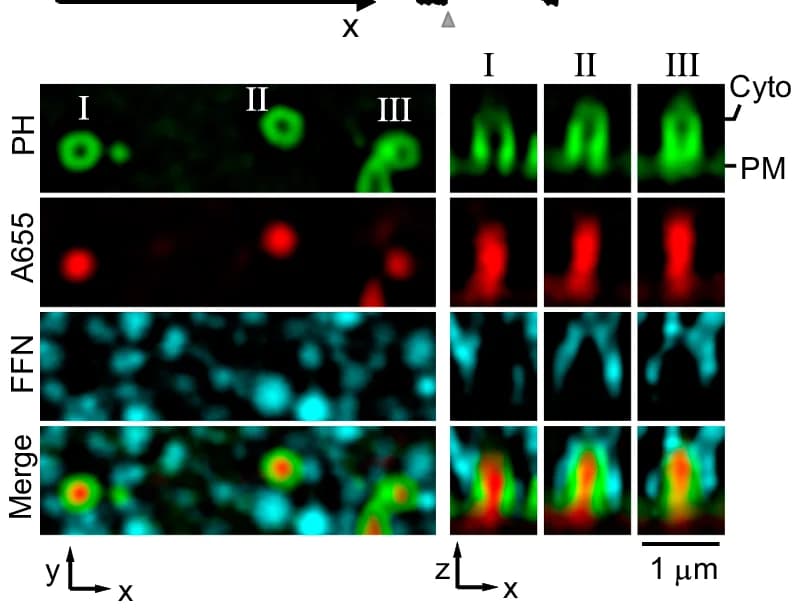 Open access visualization of Microscopy, Confocal Images, PH G, A655, FFN511