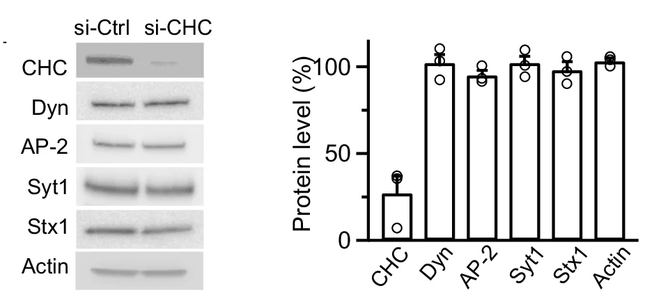 Open access visualization of Bar Plot, Error Bars, Photo, Gel, Western Blot