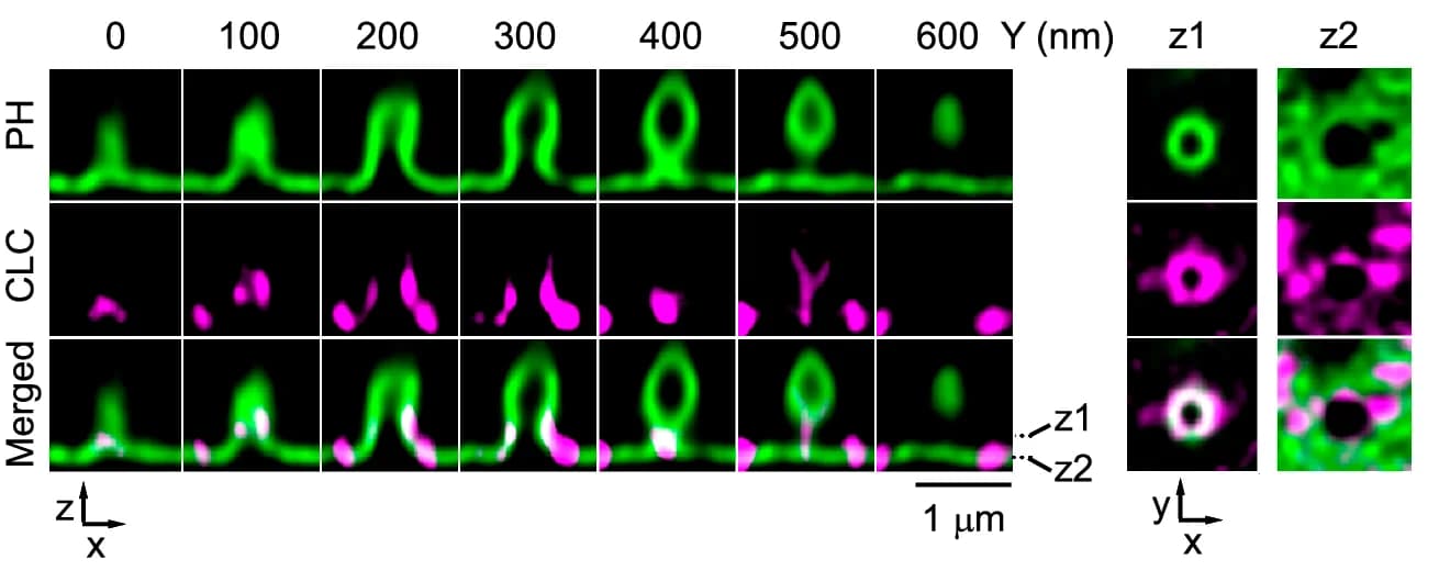 Open access visualization of Microscopy, Clathrin, Pre-Ω, Visible Pore, STED XZ-Plane Images