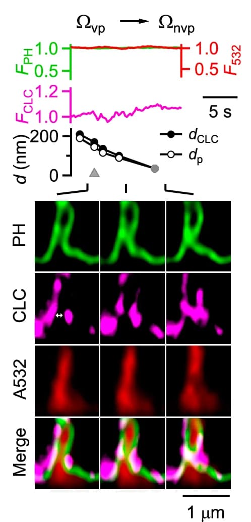 Open access visualization of Line Plot, Microscopy, CLC-mTFP1 Puncta, Pre-Ω, Visible Pore