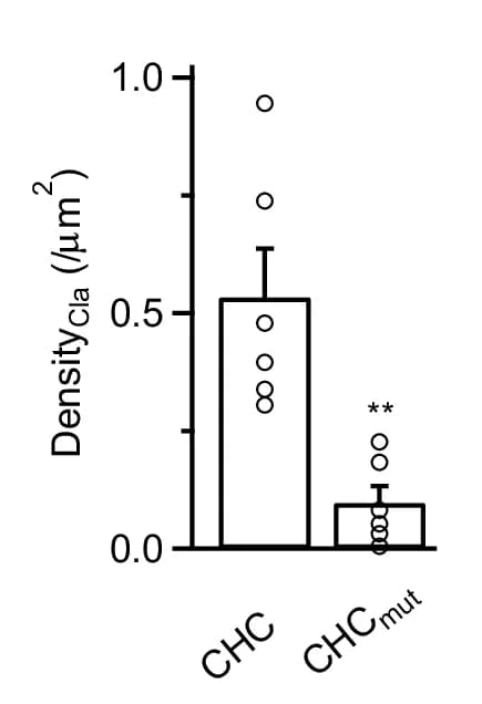 Open access visualization of Bar Plot, Scatter Plot, Error Bars, Clathrin Patch Density