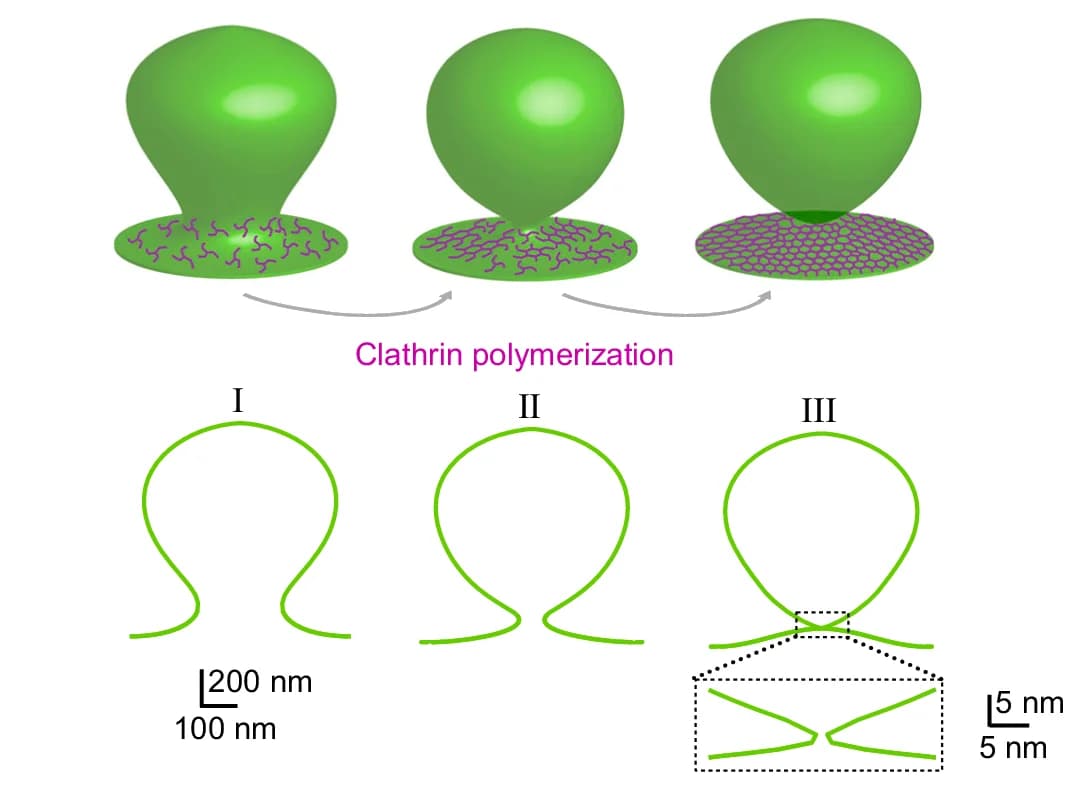 Open access visualization of Illustration, Ω-bud Shape, Pore Waist, Clathrin Polymerization, Shape Profiles