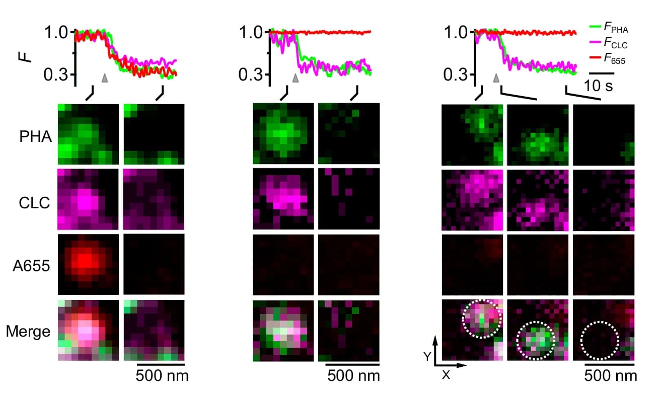 Open access visualization of Line Plot, Microscopy, Fluorescence, PHA G, CLC-mTFP1