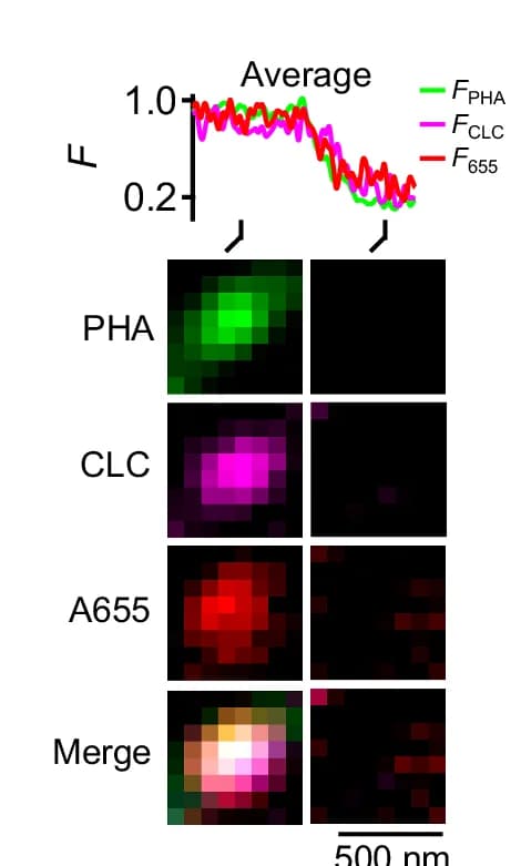 Open access visualization of Line Plot, Microscopy, Fluorescence, PHA G, CLC-mTFP1