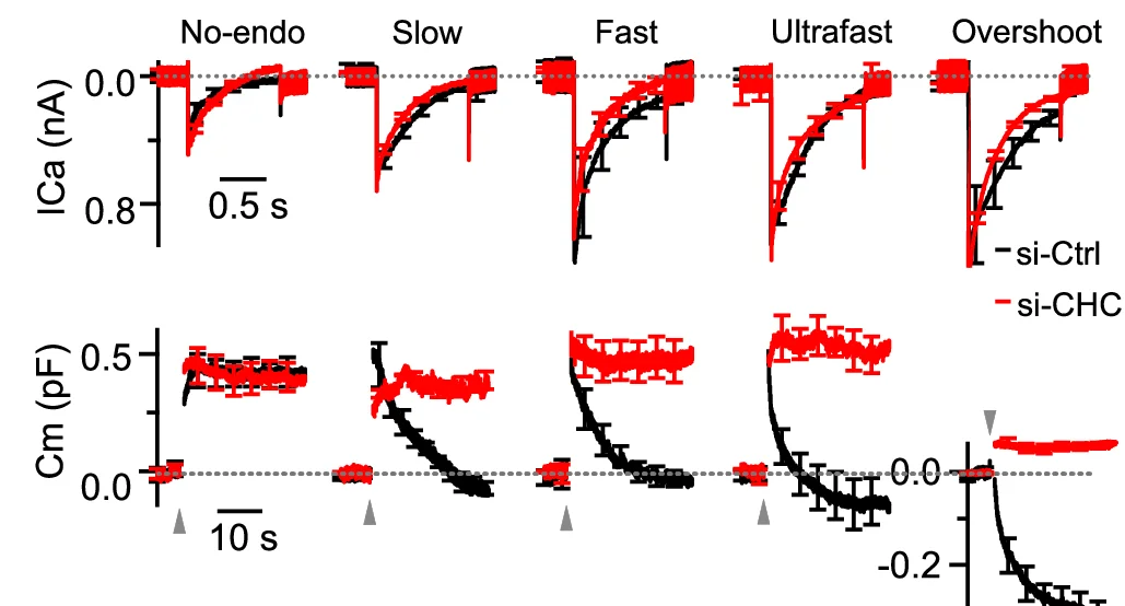 Open access visualization of Line Plot, Error Bars, ICa, Cm, si-Ctrl