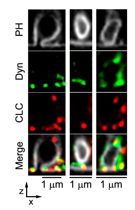 Open access visualization of Microscopy, STED XZ-plane Images, PH G, CLC, Dynamin 2