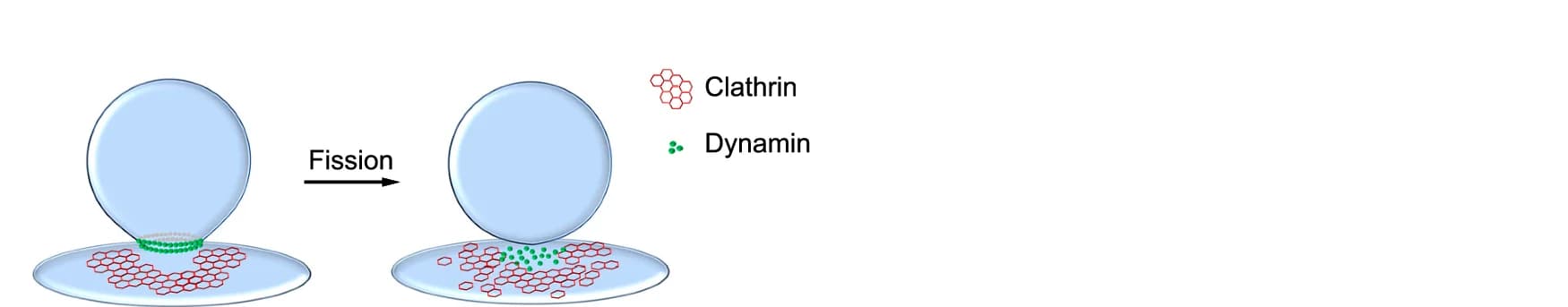 Open access visualization of Workflow, Illustration, Schematic Diagram, Clathrin, Dynamin