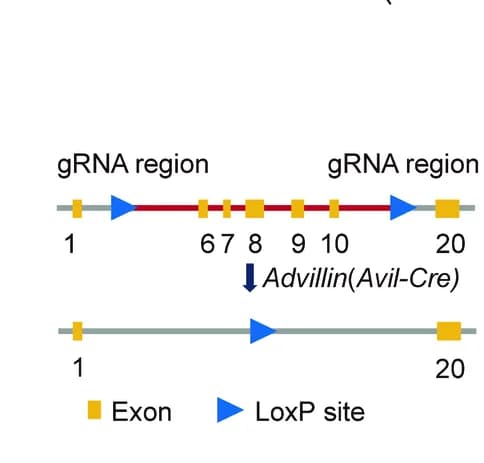 Open access visualization of Illustration, Workflow, Schematic Diagram, Avil-Cre, Tmc6 f/f Mice