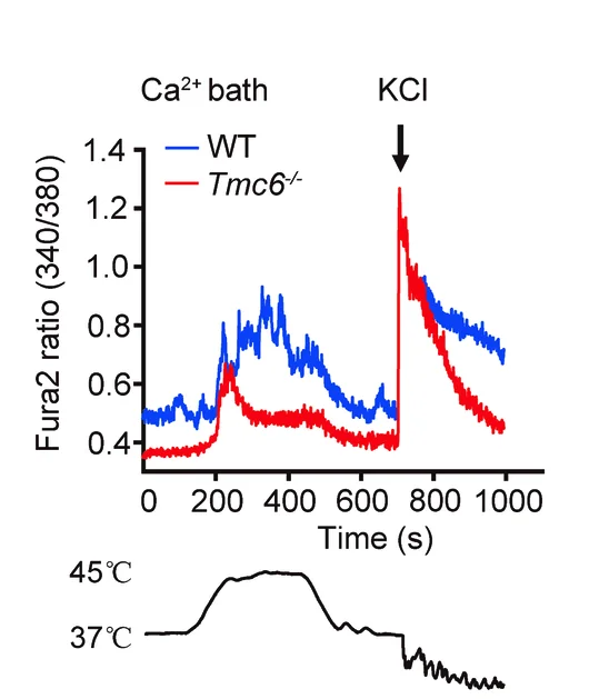 Open access visualization of Line Plot, DRG Neurons, Fura-2, Calcium Imaging, Heat-Induced Response